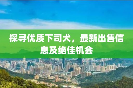 探寻优质下司犬，最新出售信息及绝佳机会