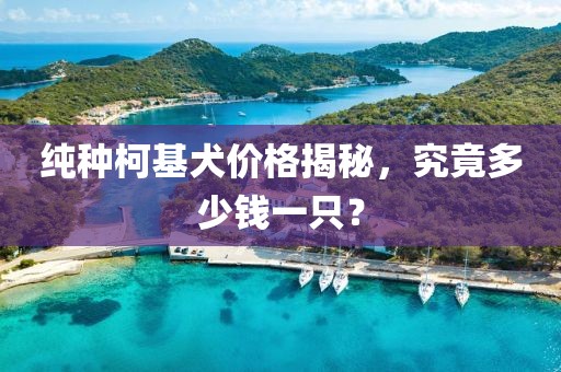 纯种柯基犬价格揭秘，究竟多少钱一只？