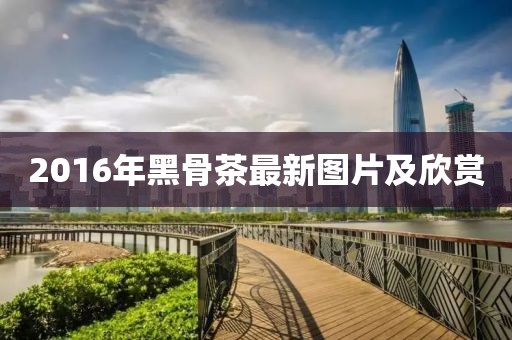 2016年黑骨茶最新图片及欣赏