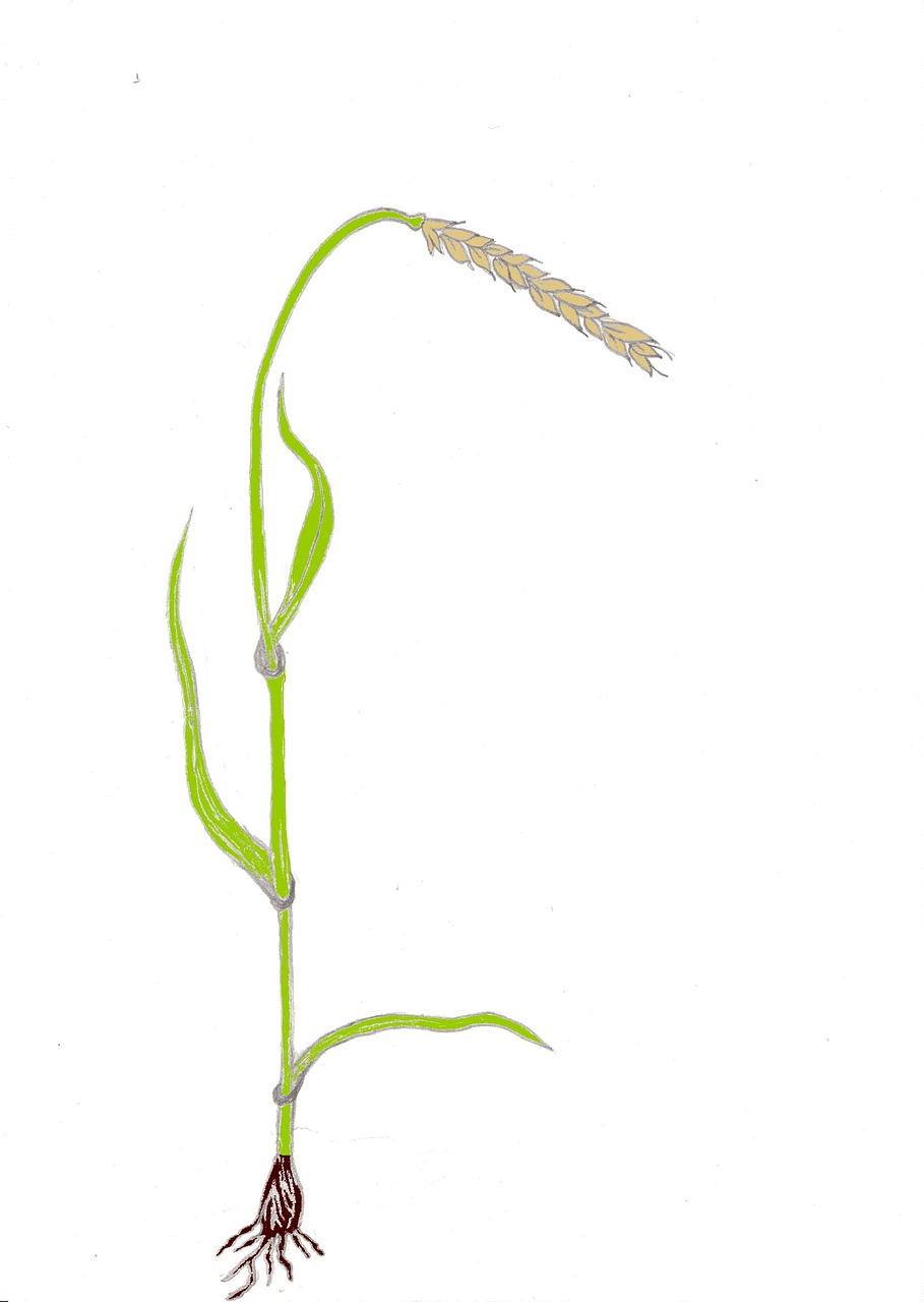 全球粮食市场动态解析，最新谷物资讯与技术革新趋势观察