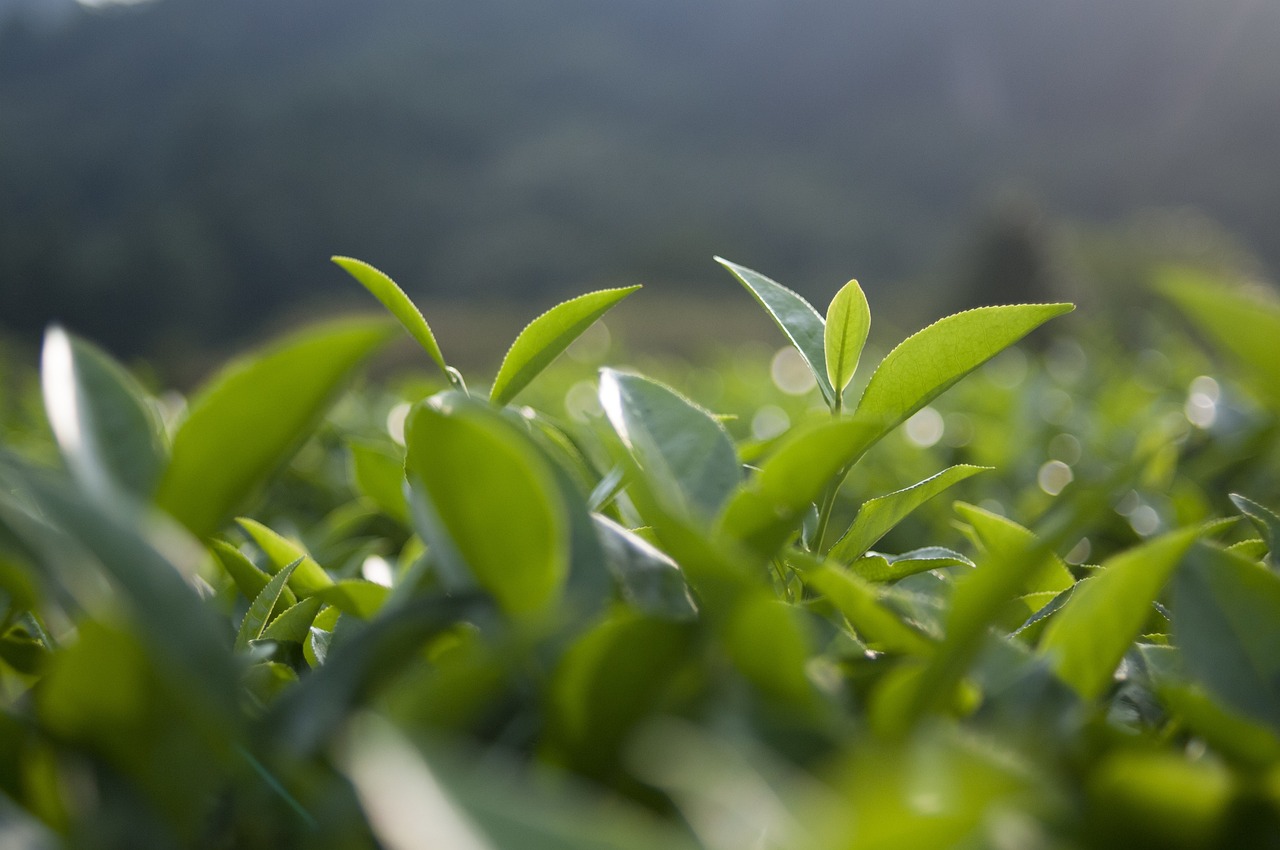 御茶园茗茶价格，品质与价值完美融合的首选之选