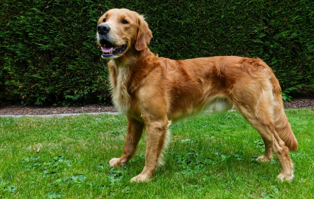 最新金毛幼犬训练秘籍，培养忠诚、聪明、友善的伙伴