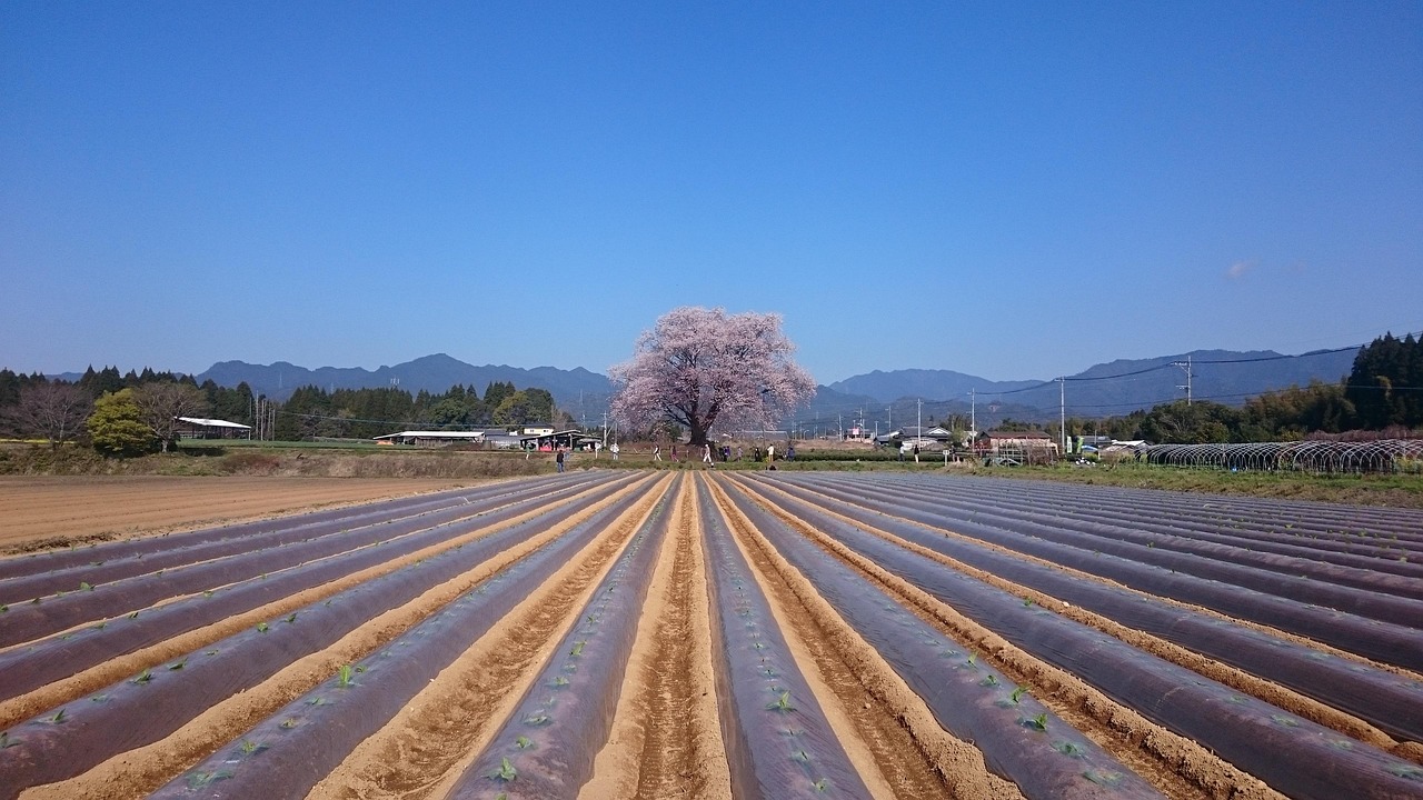 探索花卉世界的最新动态与资讯——花探新资讯速递