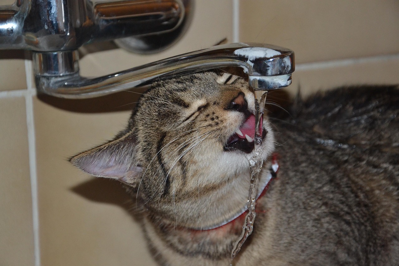 最新猫官网，探索猫咪世界的门户