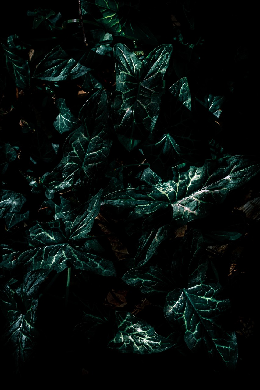 探索未知奇迹，最新小说发现之旅
