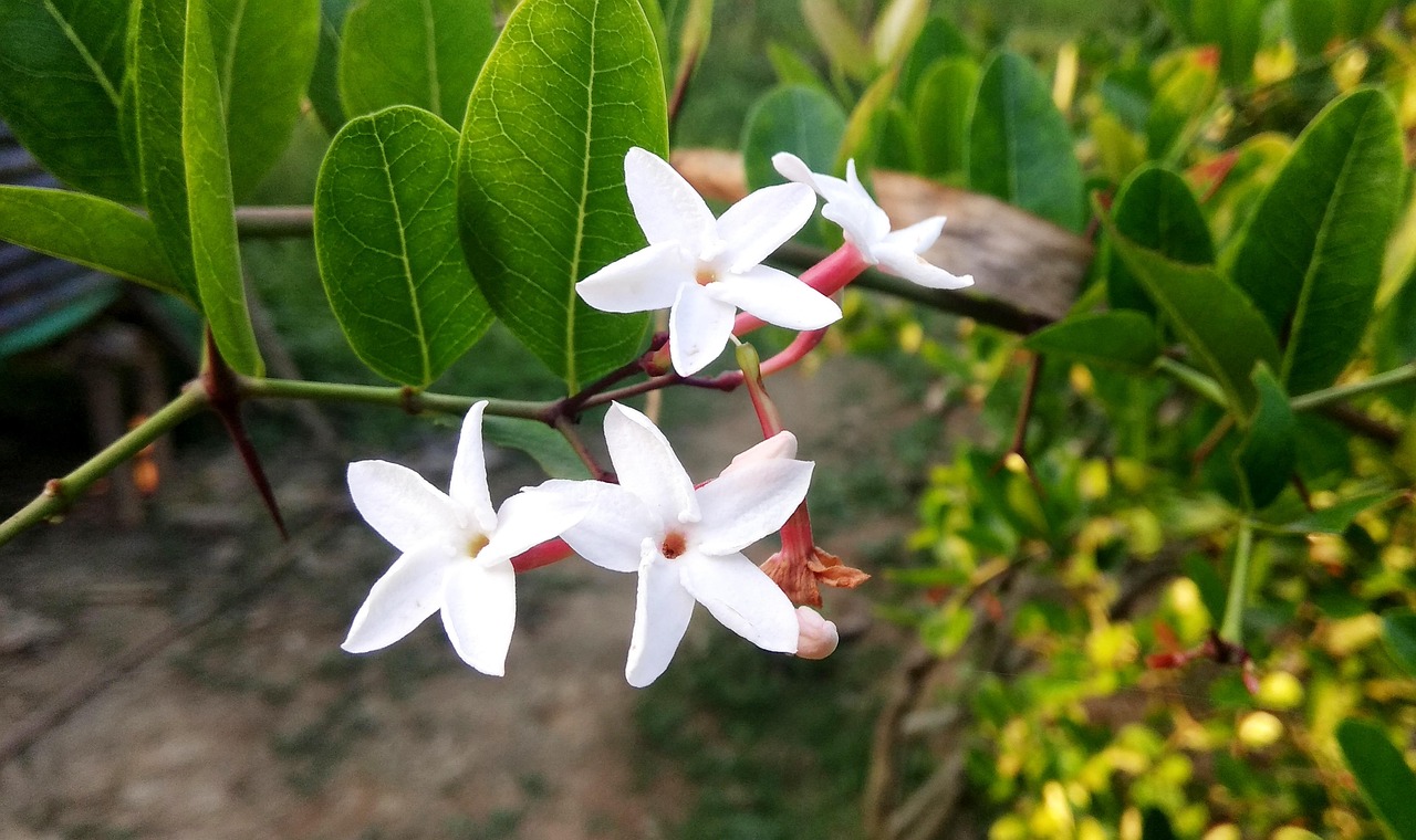 兰花价格表揭秘，背后的故事与兰花价值深度解析