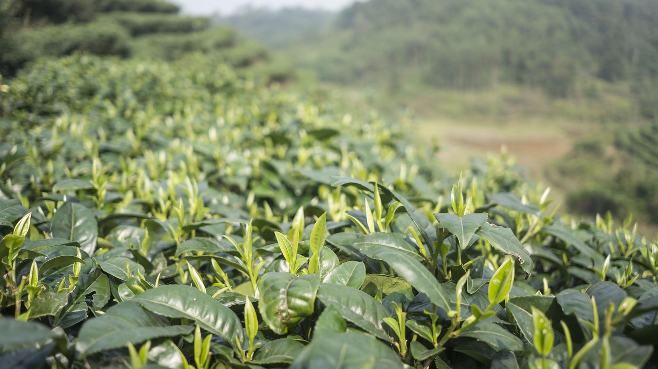 龙井春茶即将上市，新茶盛宴与期待中的茶香