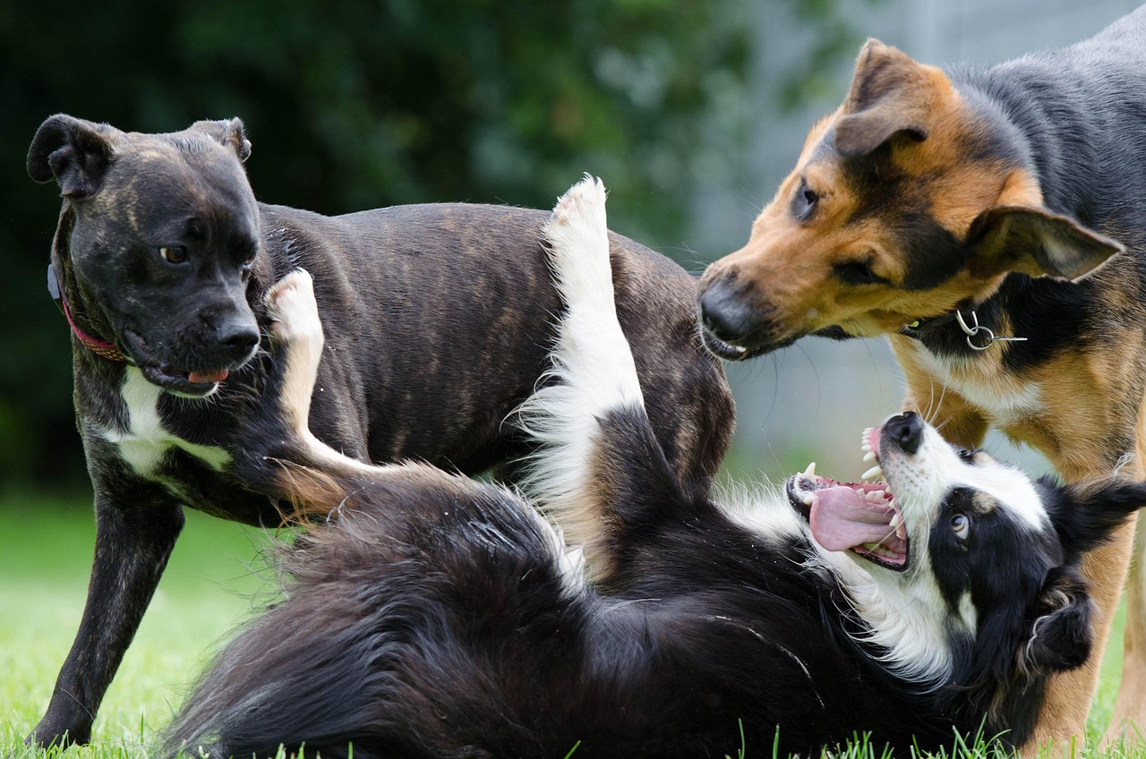 牧羊犬价格解析，品种差异与影响因素详解