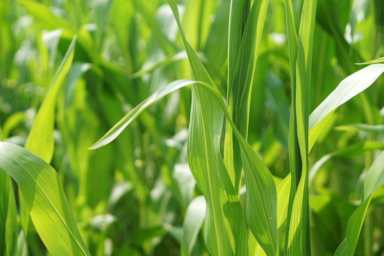 今年菠菜价格走势预测及分析