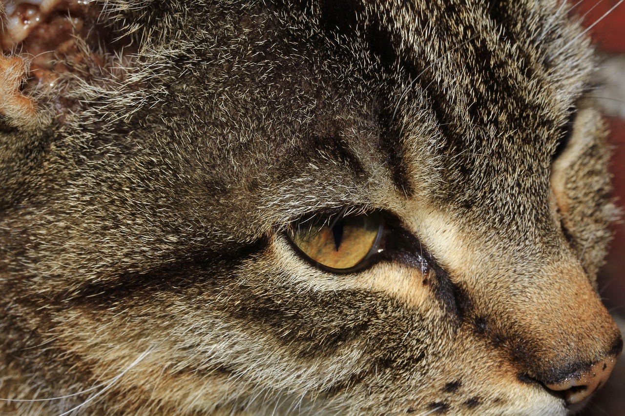 猫咪软件最新版下载指南，探索猫咪软件的必备指南