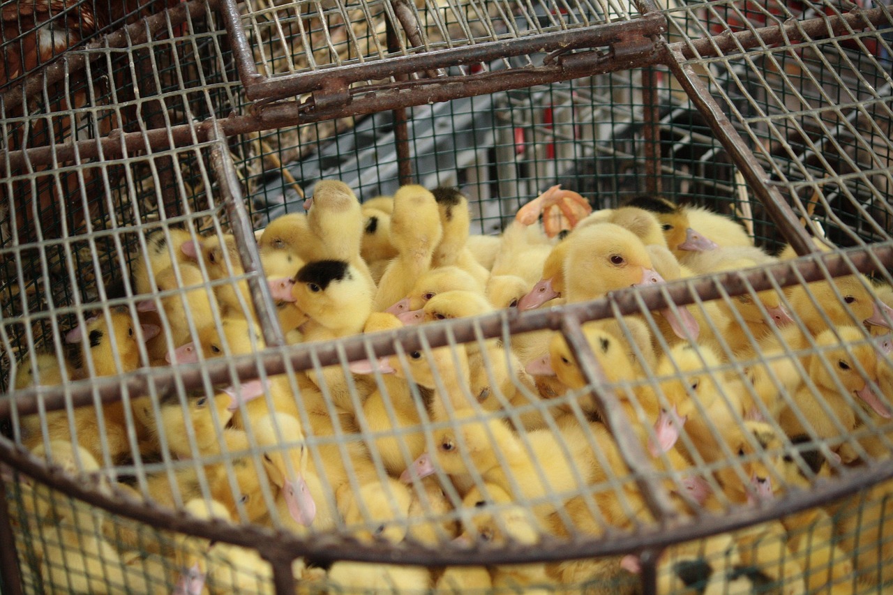小黄鸡新版本，全新体验与独特魅力揭秘