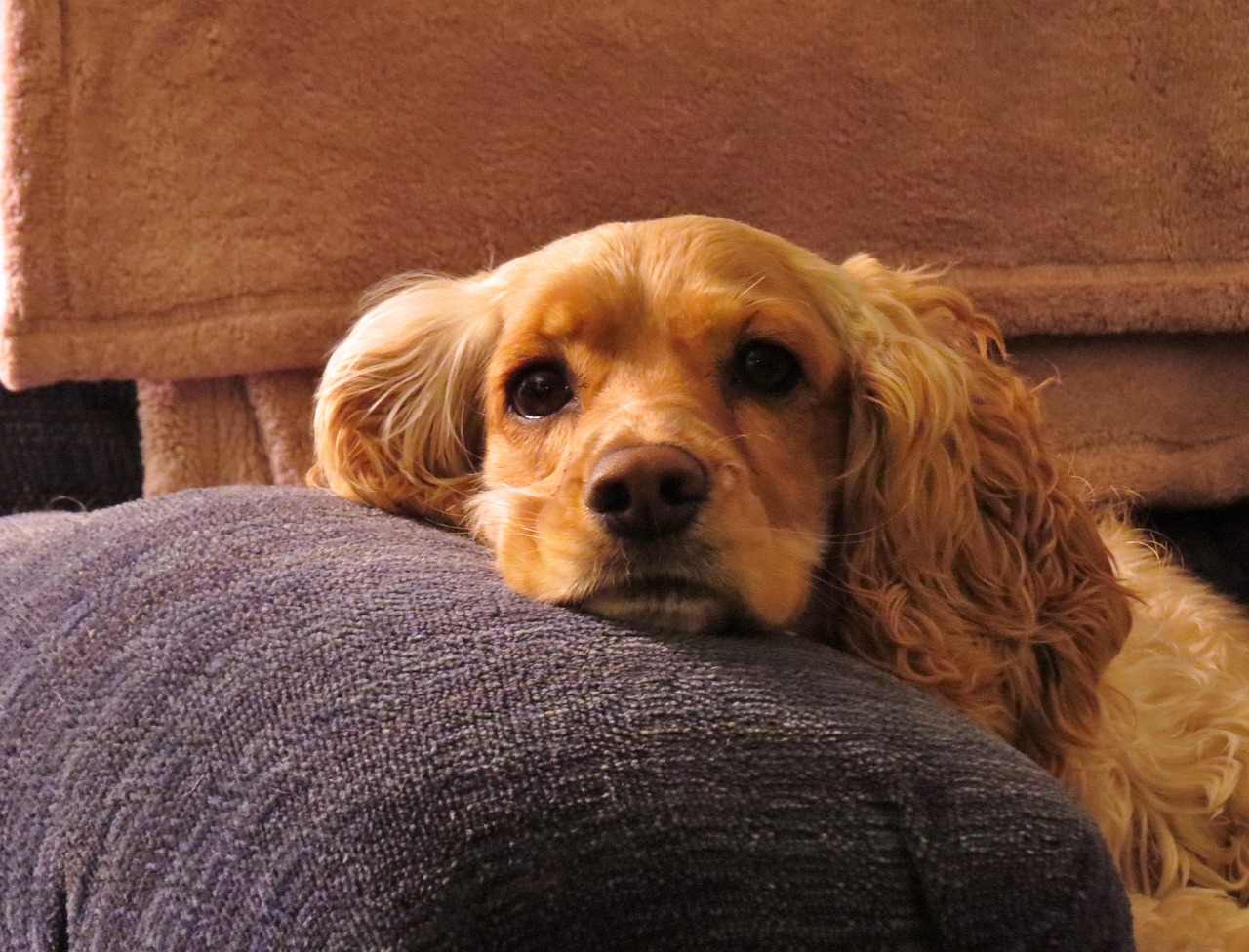最新热门犬种概览，热门犬种悉数登场