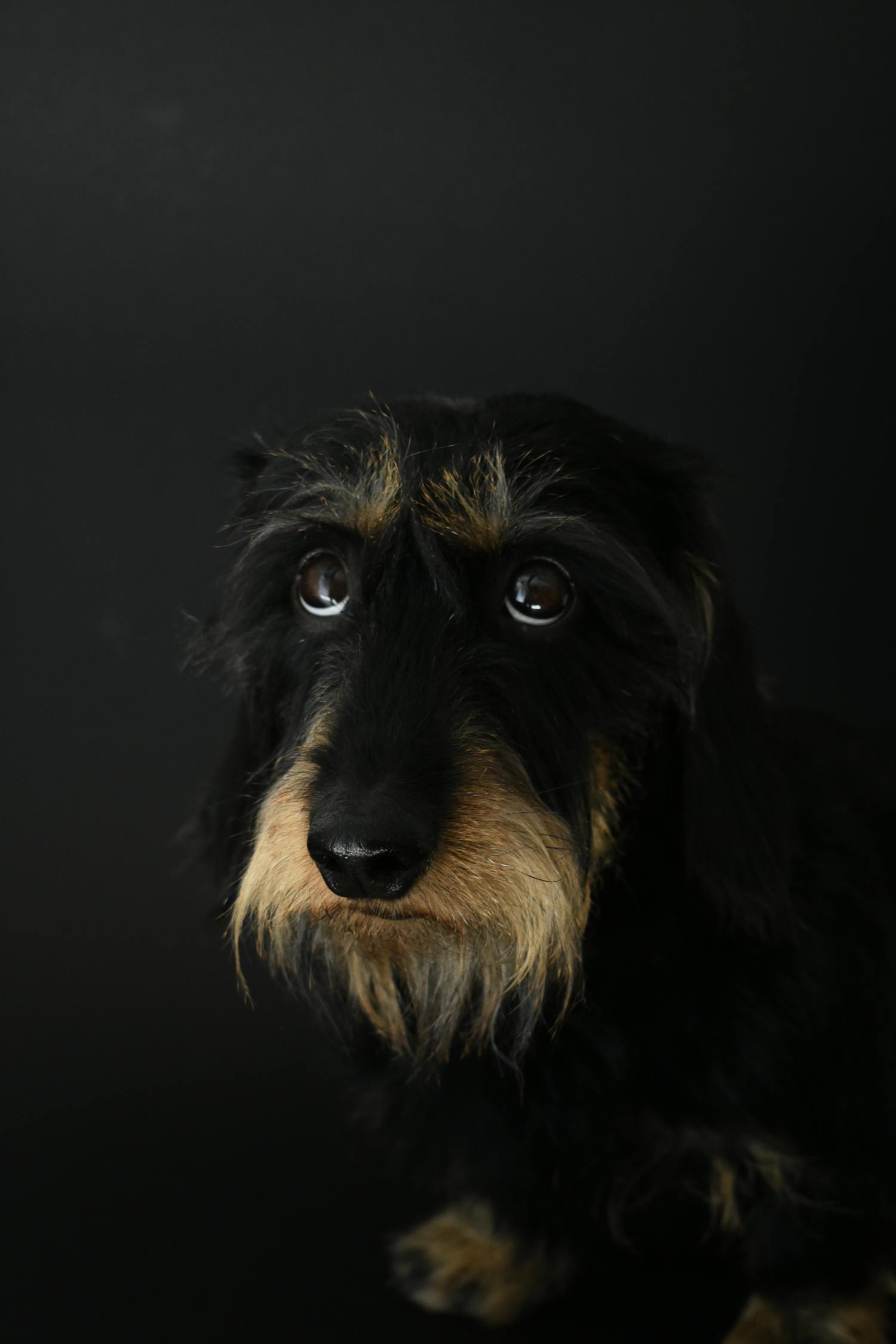 柴犬动漫图片，现实与虚拟世界的萌宠魅力展现