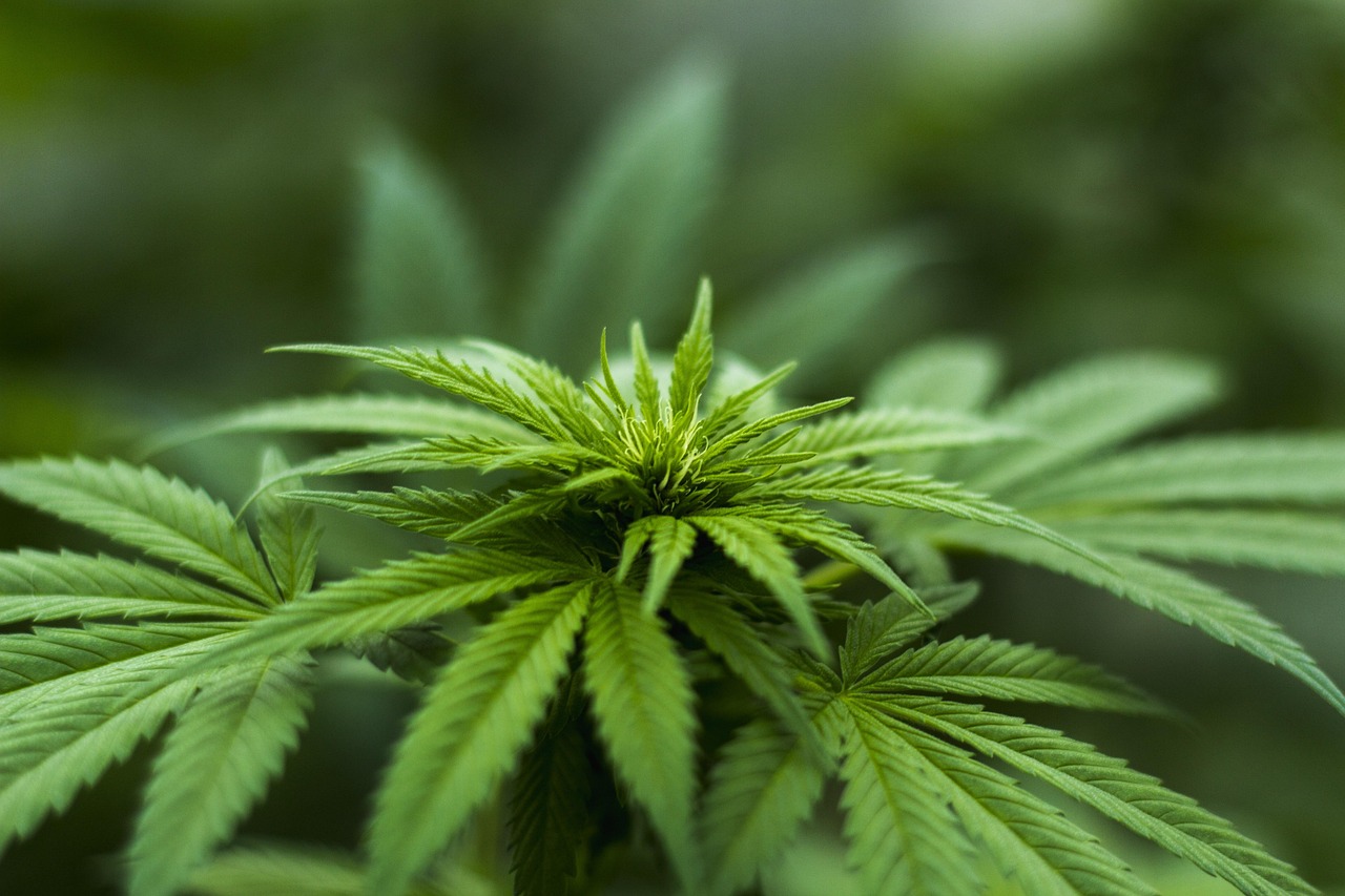 三草两木价格表，植物市场价值的深度解析